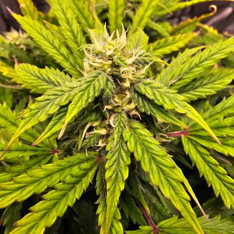 Fat Banana Auto #1 growlog timeline photo