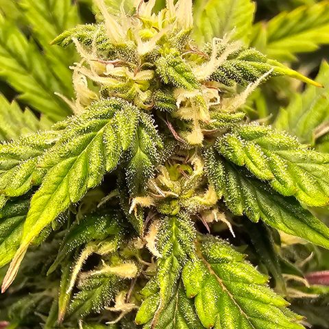 Fat Banana Auto #1 growlog timeline photo
