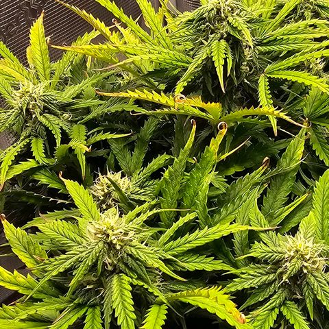 Fat Banana Auto #1 growlog timeline photo