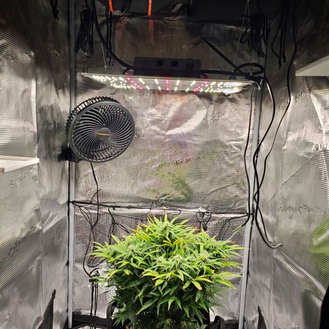 Fat Banana Auto #1 growlog timeline photo