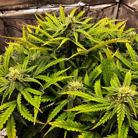 Fat Banana Auto #1 growlog timeline photo