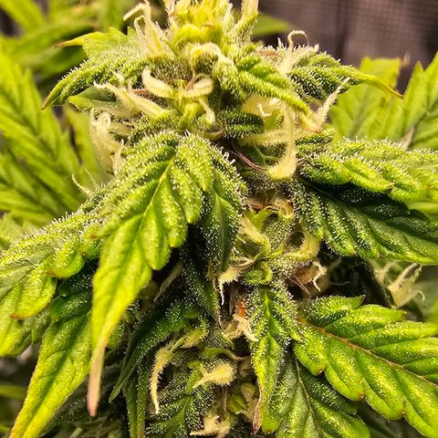 Fat Banana Auto #1 growlog timeline photo