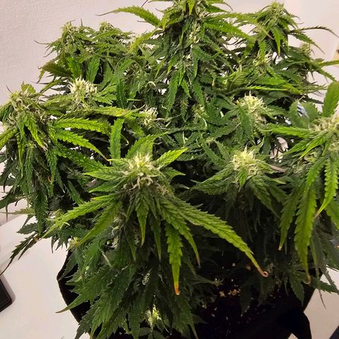 Fat Banana Auto #1 growlog timeline photo