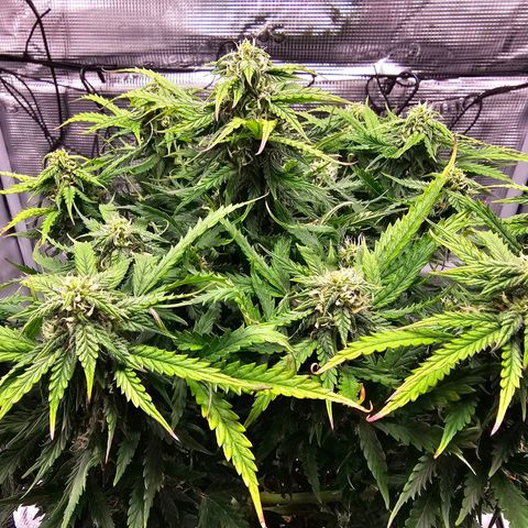 Fat Banana Auto #1 growlog timeline photo