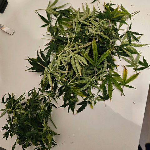 Fat Banana Auto #1 growlog timeline photo