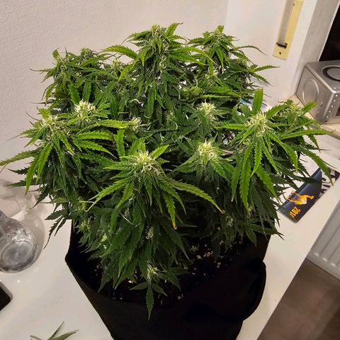 Fat Banana Auto #1 growlog timeline photo