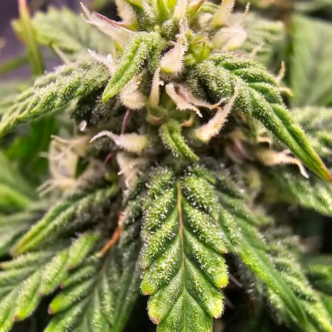 Fat Banana Auto #1 growlog timeline photo