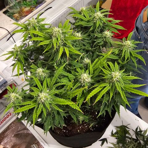 Fat Banana Auto #1 growlog timeline photo