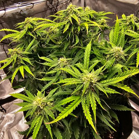 Fat Banana Auto #1 growlog timeline photo