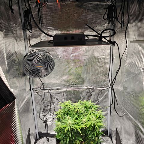 Fat Banana Auto #1 growlog timeline photo