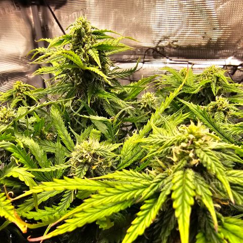 Fat Banana Auto #1 growlog timeline photo