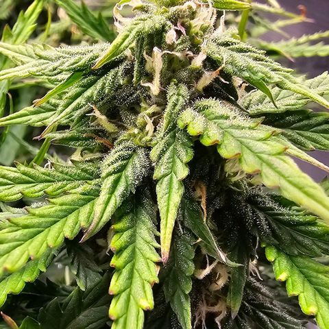 Fat Banana Auto #1 growlog timeline photo