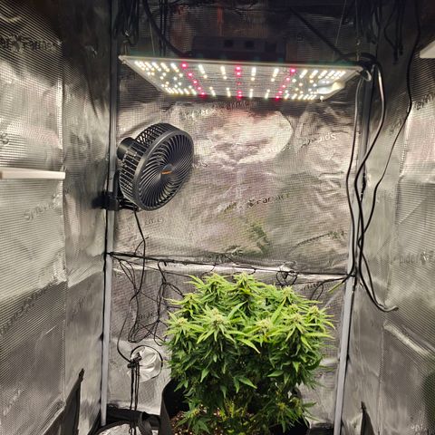 Fat Banana Auto #1 growlog timeline photo