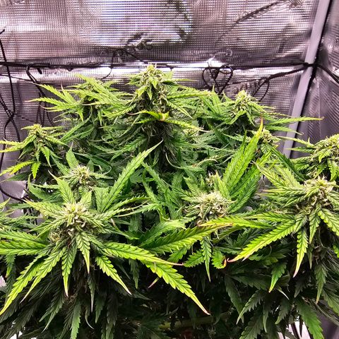 Fat Banana Auto #1 growlog timeline photo