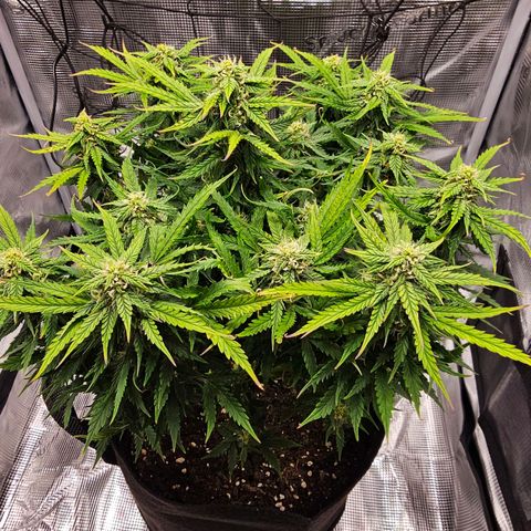 Fat Banana Auto #1 growlog timeline photo