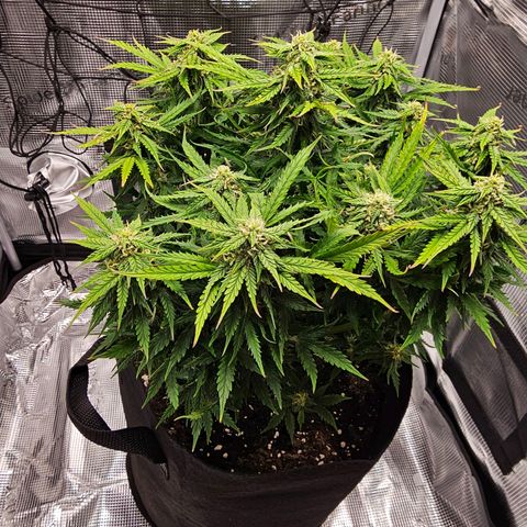 Fat Banana Auto #1 growlog timeline photo