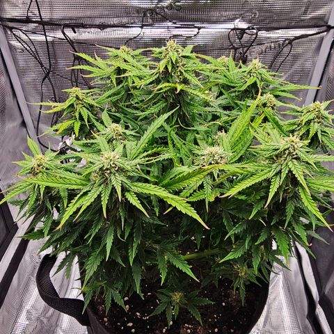Fat Banana Auto #1 growlog timeline photo