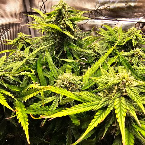 Fat Banana Auto #1 growlog timeline photo