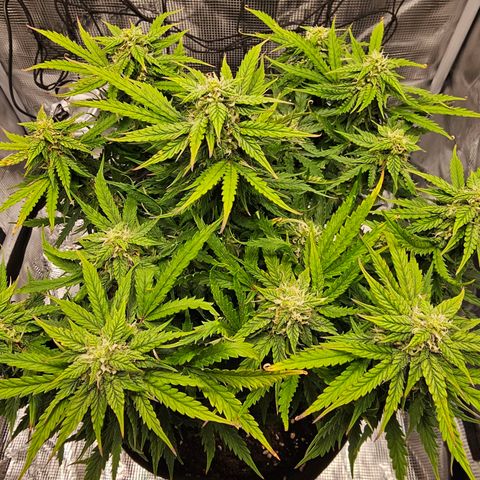Fat Banana Auto #1 growlog timeline photo