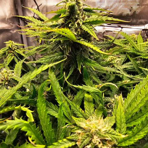 Fat Banana Auto #1 growlog timeline photo