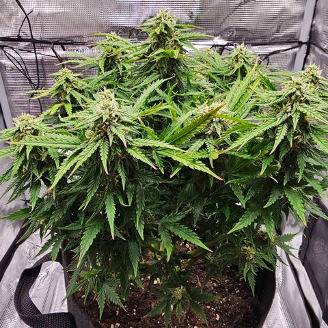 Fat Banana Auto #1 growlog timeline photo