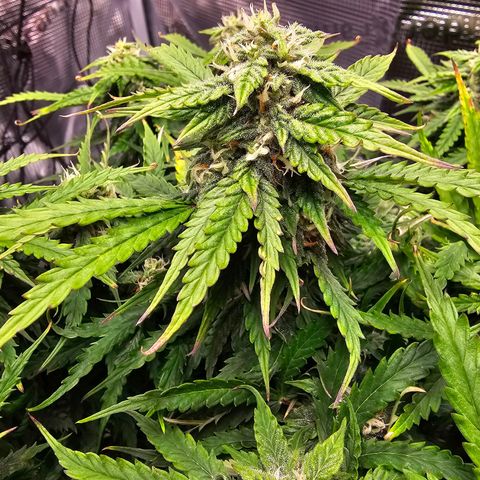 Fat Banana Auto #1 growlog timeline photo