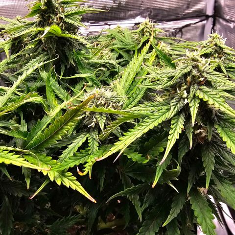 Fat Banana Auto #1 growlog timeline photo