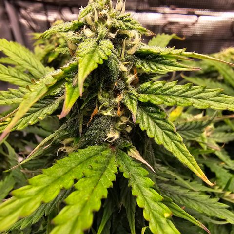 Fat Banana Auto #1 growlog timeline photo