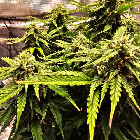 Fat Banana Auto #1 growlog timeline photo