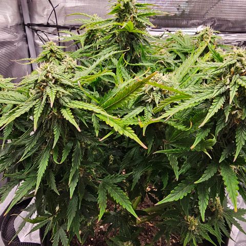 Fat Banana Auto #1 growlog timeline photo