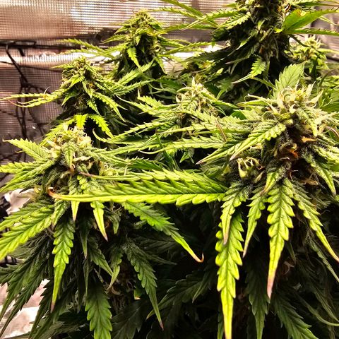 Fat Banana Auto #1 growlog timeline photo
