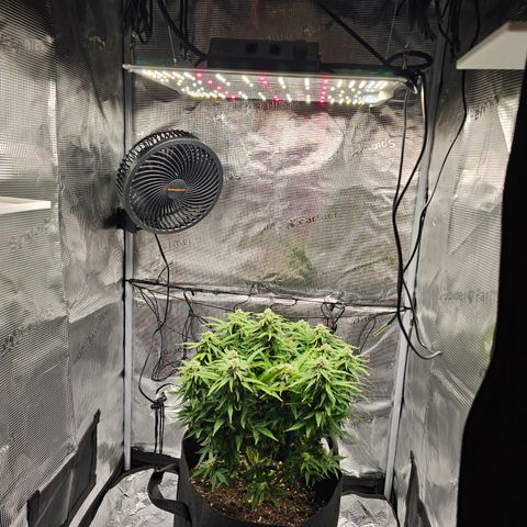 Fat Banana Auto #1 growlog timeline photo