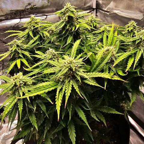 Fat Banana Auto #1 growlog timeline photo