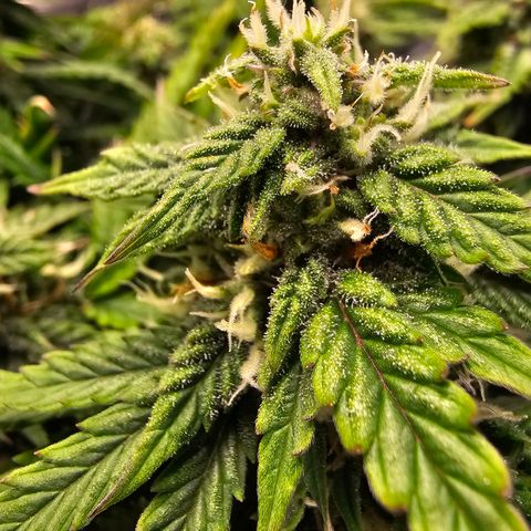 Fat Banana Auto #1 growlog timeline photo