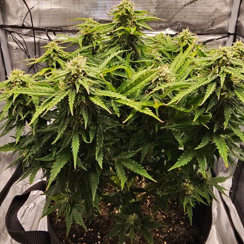 Fat Banana Auto #1 growlog timeline photo