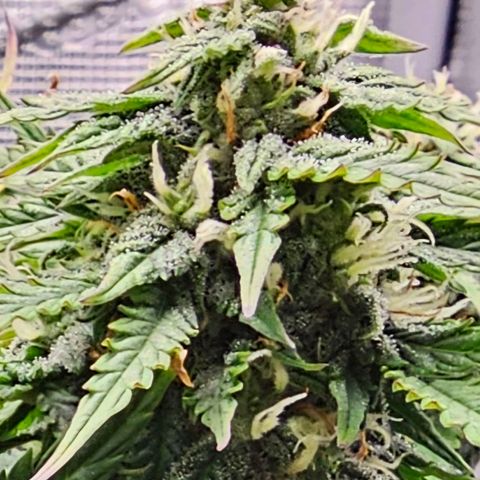 Fat Banana Auto #1 growlog timeline photo