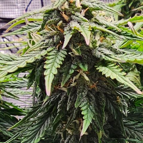 Fat Banana Auto #1 growlog timeline photo