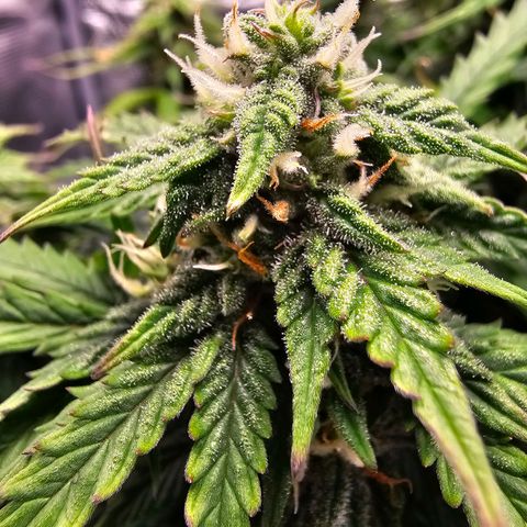 Fat Banana Auto #1 growlog timeline photo