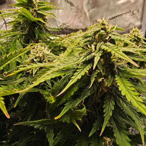 Fat Banana Auto #1 growlog timeline photo