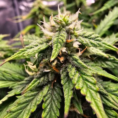Fat Banana Auto #1 growlog timeline photo