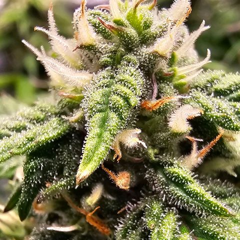 Fat Banana Auto #1 growlog timeline photo