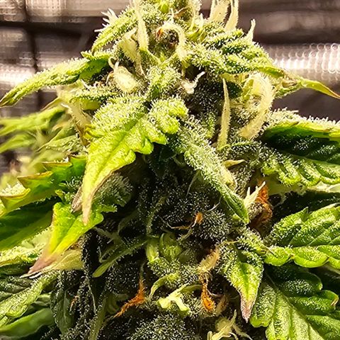 Fat Banana Auto #1 growlog timeline photo