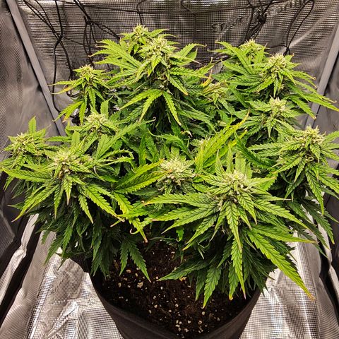 Fat Banana Auto #1 growlog timeline photo