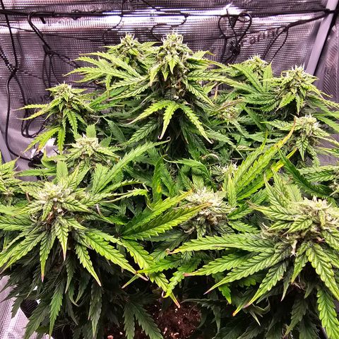 Fat Banana Auto #1 growlog timeline photo