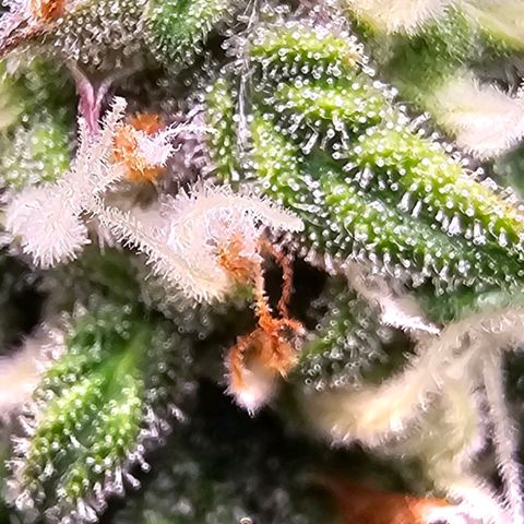 Fat Banana Auto #1 growlog timeline photo