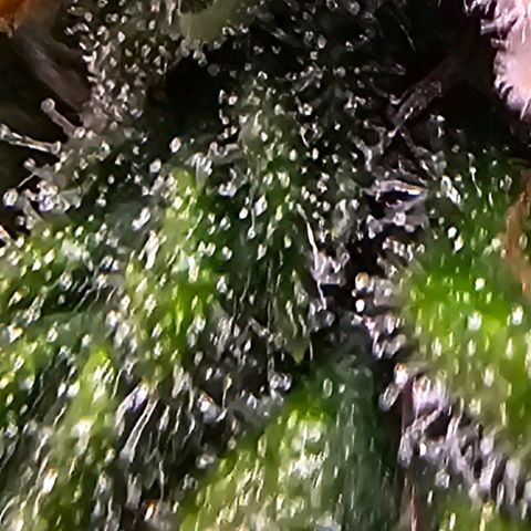 Fat Banana Auto #1 growlog timeline photo