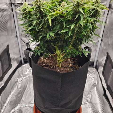 Fat Banana Auto #1 growlog timeline photo