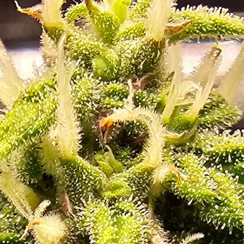 Fat Banana Auto #1 growlog timeline photo