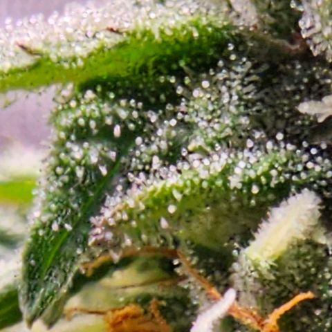 Fat Banana Auto #1 growlog timeline photo