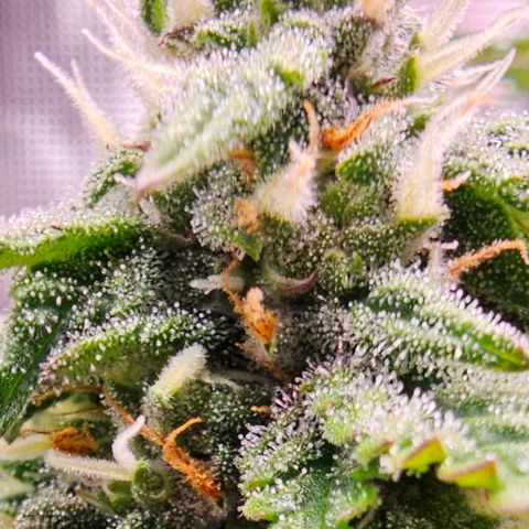 Fat Banana Auto #1 growlog timeline photo